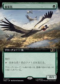 Birds of Paradise